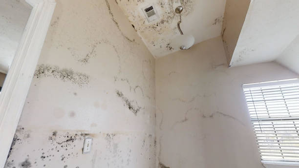 Best HVAC Mold Inspection and Cleaning  in Shelburn, IN