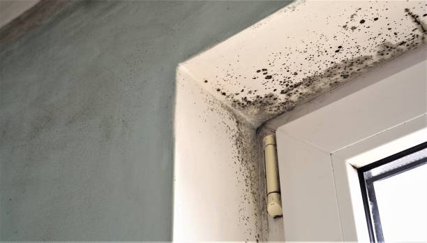 Best Basement Mold Removal  in Shelburn, IN