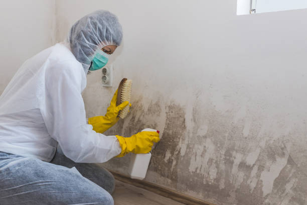 Best Asbestos and Lead Testing During Mold Inspection  in Shelburn, IN