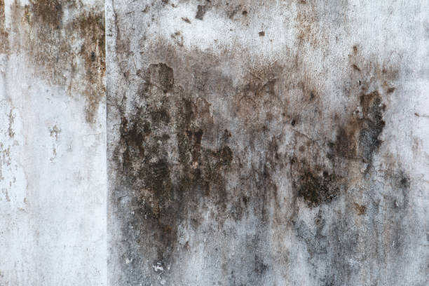 Best Mold Remediation for Healthcare Facilities  in Shelburn, IN