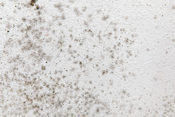 Best Water Damage & Mold Remediation  in Shelburn, IN