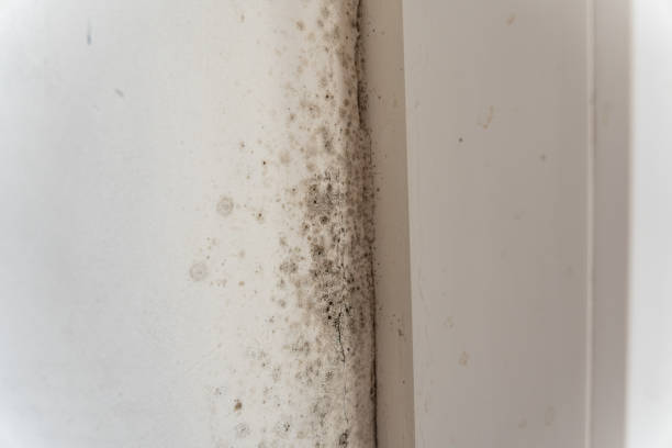 Best Mold Damage Restoration  in Shelburn, IN