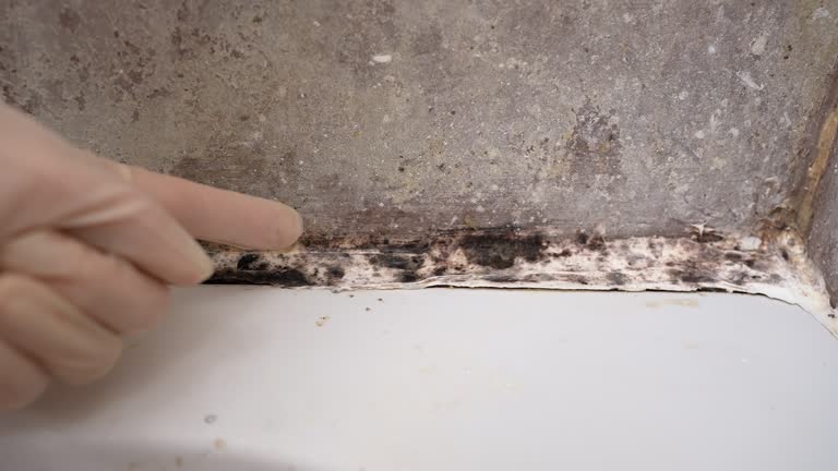 Best Forensic Mold Investigation  in Shelburn, IN
