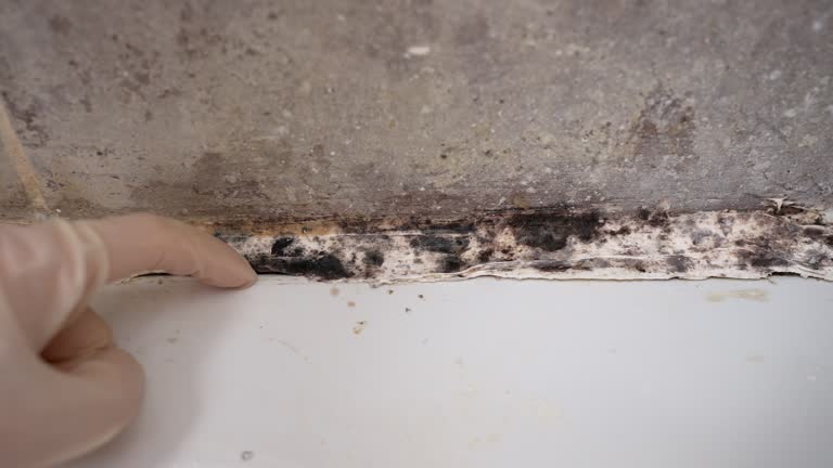 Best Indoor Air Quality Assessment  in Shelburn, IN