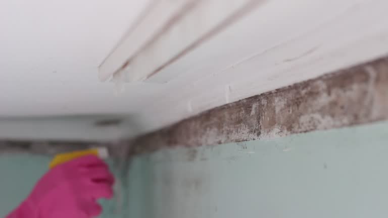 Best Comprehensive Air Testing for Mold Contaminants  in Shelburn, IN